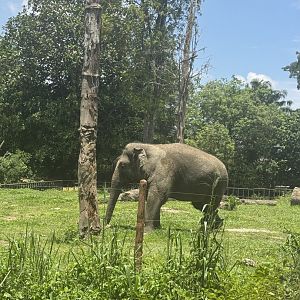 Asian Elephant
