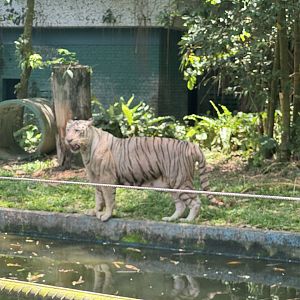 White Bengal Tiger
