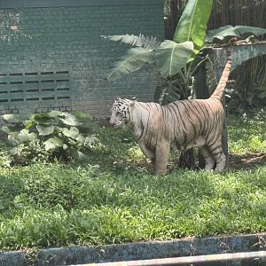 White Bengal Tigers