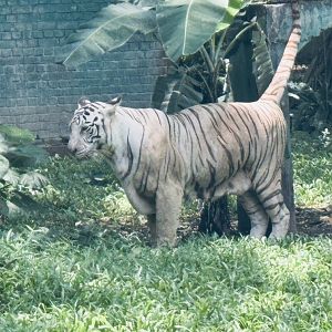 White Bengal Tiger