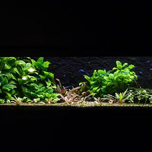 Tank 31 (species list in comments)