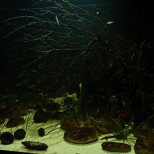 Tank 36 (species list in comments)