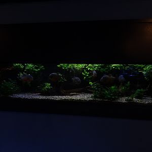 Tank 37 (species list in comments)