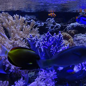 Tank 38 (Indopacific) - some inhabitants