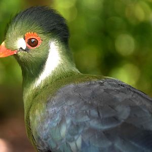 White-cheeked Turaco (Menelikornis leucotis)
