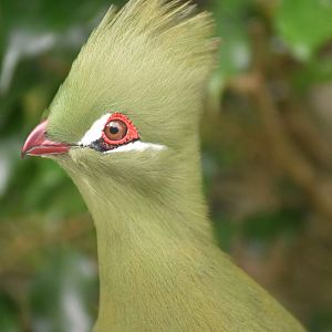 Guinea Turaco (Tauraco persa)