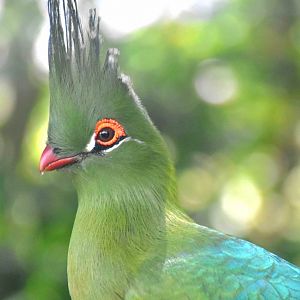 Schalow's Turaco (Tauraco schalowi)