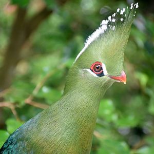 Livingstone's Turaco (Tauraco livingstonii)