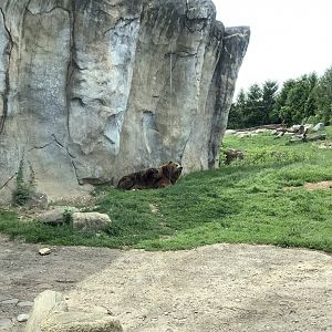 Columbus Zoo - Polar Frontier - Grizzly Bear Exhibit