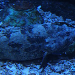 Brown-marbled grouper (Epinephelus fuscoguttatus) - BXSea