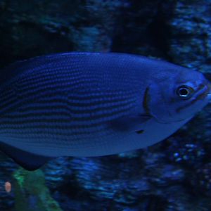 Brassy chub (Kyphosus vaigiensis) - BXSea