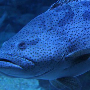 Orange-spotted grouper (Epinephelus coioides) - BXSea