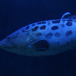 Potato grouper (Epinephelus tukula) - BXSea