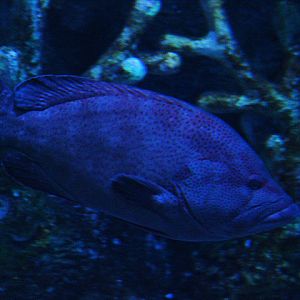 Tomato hind (Cephalopholis sonnerati) - BXSea