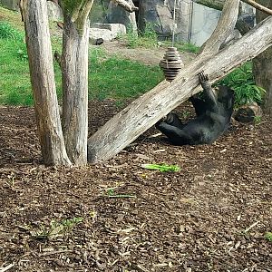 ABH - Sunbear (Helarctos malayanus malayanus)