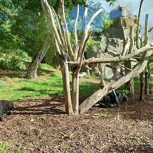 ABH - Sunbear (Helarctos malayanus malayanus)