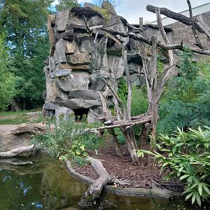 ABH - Sunbear (Helarctos malayanus malayanus)