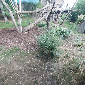 ABH - Sunbear (Helarctos malayanus malayanus)