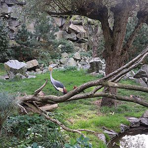 ABH - Vulture aviary