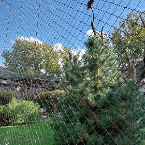 ABH - Vulture aviary