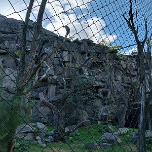 ABH - Vulture aviary