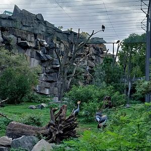 ABH - Vulture aviary