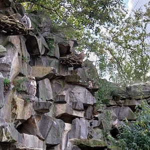 ABH - Vulture aviary