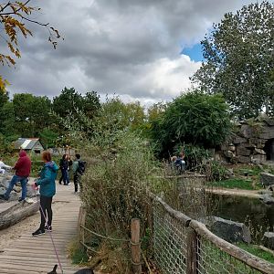African penguin (Spheniscus demersus)