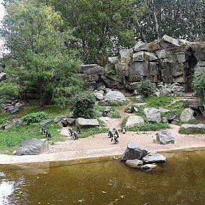 African penguin (Spheniscus demersus)