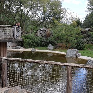 African penguin (Spheniscus demersus)