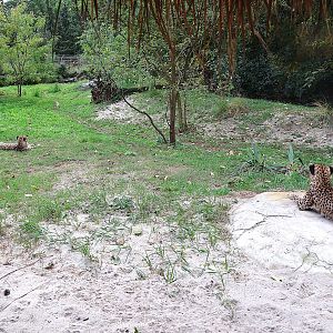 ABH - Sudan Cheetah (Acinonyx jubatus soemmeringii)