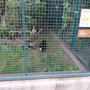 White-bearded Masked Palm Civet (Paguma larvata leucomystax)