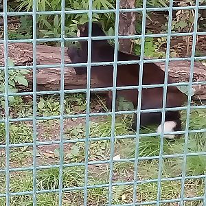 White-bearded Masked Palm Civet (Paguma larvata leucomystax)