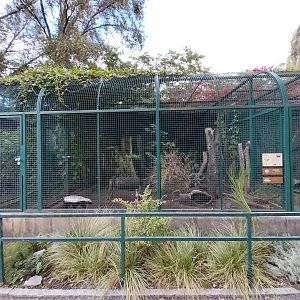 Central African Ratel (Mellivora capensis cottoni)
