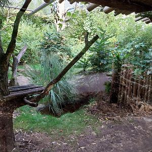 ABH - Asian Golden Cat (Catopuma temminckii)