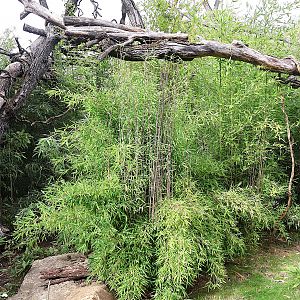 ABH - Goodfellow's Tree-kangaroo (Dendrolagus goodfellowi buergersi) and Dusky Pademelon (Thylogale brunii)