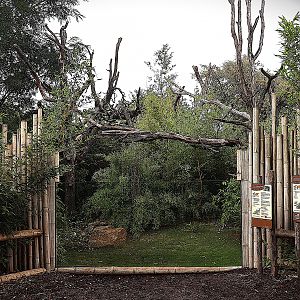 ABH - Goodfellow's Tree-kangaroo (Dendrolagus goodfellowi buergersi) and Dusky Pademelon (Thylogale brunii)