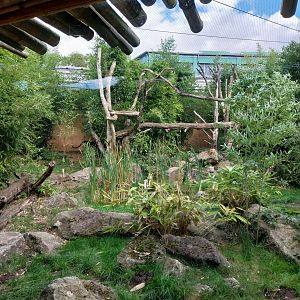 ABH - Javan Leopard (Panthera pardus melas)