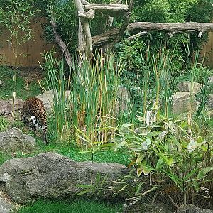 ABH - Javan Leopard (Panthera pardus melas)