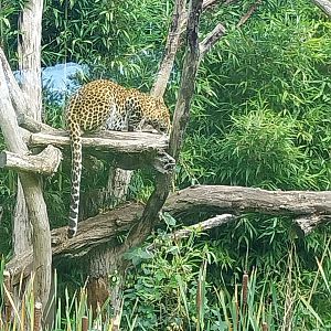 ABH - Javan Leopard (Panthera pardus melas)
