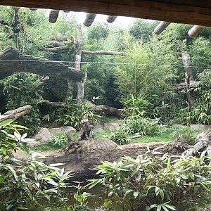 ABH - Indochinese Clouded Leopard (Neofelis nebulosa nebulosa)