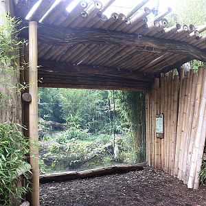 ABH - Indochinese Clouded Leopard (Neofelis nebulosa nebulosa)