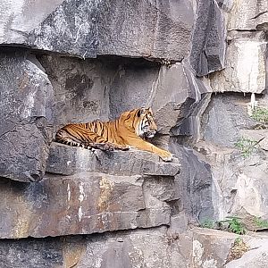 ABH - Sumatran Tiger (Panthera tigris sumatrae)