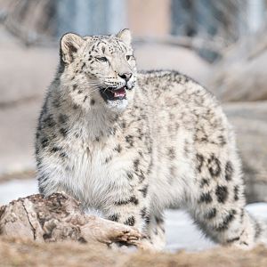 Female Snow Leopard cub