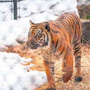 Kemala the female Sumatran Tiger