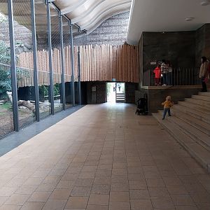 ABH - Sumatran Tiger (Panthera tigris sumatrae)