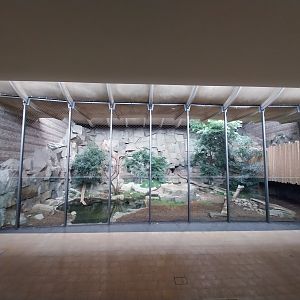 ABH - Sumatran Tiger (Panthera tigris sumatrae)