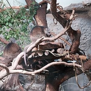 ABH - Bear Cuscus (Ailurops ursinus)