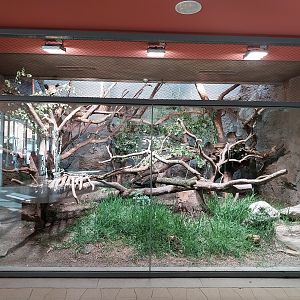 ABH - Bear Cuscus (Ailurops ursinus)