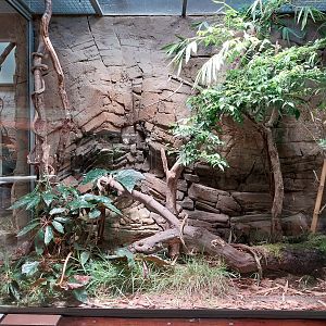 ABH - Mangshan Pitviper (Protobothrops mangshanensis)